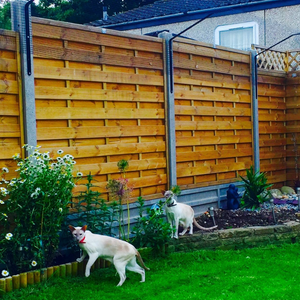 Siamese cats in secure garden